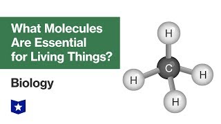 What Molecules Are Essential for Living Things  Biology [upl. by Claudie]