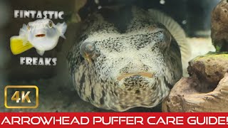 Arrowhead Puffer Care and Tips [upl. by Horst]