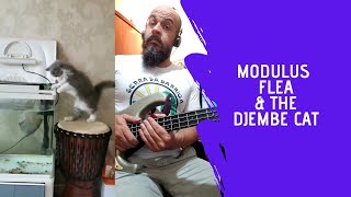 Modulus Flea amp The Djembe Cat [upl. by Lecroy983]