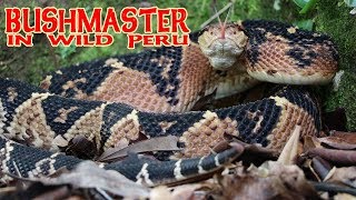 BUSHMASTER IN THE WILD IN PERU  HERPING PERU  LACHESIS MUTA [upl. by Erma141]