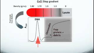 Testing for Topoisomerase Drug Action in Cells using the In Vivo Link Kit ICE Bioassay [upl. by Leikeze985]