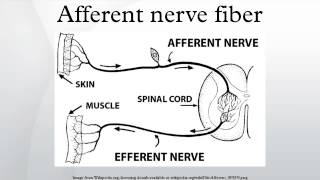 Afferent nerve fiber [upl. by Airekal]