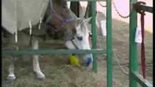 Clinical Symptoms Equine Influenza [upl. by Reg81]