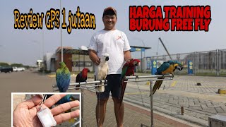 HARGA TRAINING BURUNG MACAW gpsgf21 [upl. by Skyler]