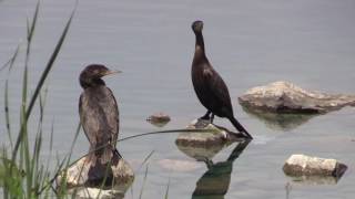 Neotropic Cormorant [upl. by Niad]