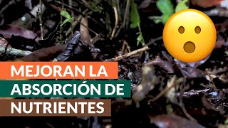 ¿Qué son los microorganismos de montaña y cómo aprovecharlos en plantaciones de café [upl. by Madalyn677]