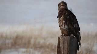 Immature Bald Eagle Call [upl. by Annailuj]