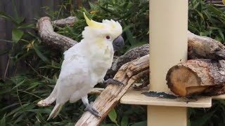 Beautiful Cockatoo Talking  Cute White Cockatoo Bird  Native Australian birds [upl. by Berlyn]