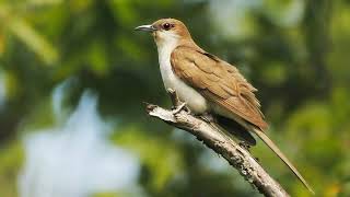 Sounds Of Nature  Blackbilled Cuckoo  Bird Sounds [upl. by Sarilda]