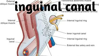 anatomy of inguinal canal in detail [upl. by Semyaj]