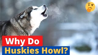 Why do Huskies howl 🤔 SECRET EXPOSED [upl. by Norga]