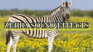 Zebra Sound Effects [upl. by Hussey]