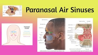 Anatomy of Paranasal Air SinusesTypesLocation DevelopmentImportance Clinical correlation👃👀🍃 [upl. by Keemahs]