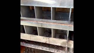 Horse pellet bedding in a chicken coop [upl. by Latisha]