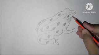 Learn to draw a frog simple frog drawing step by step [upl. by Seessel]