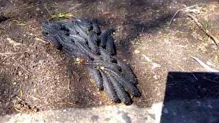 8cm Caterpillars Crossing The Road Beating Each Other With Tails  spitfires sawfly wasp larvae [upl. by Eindys]