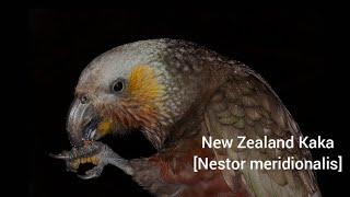 New Zealand KakaNestor meridionalis [upl. by Nessie]