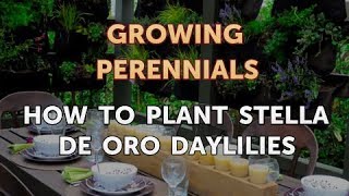 How to Plant Stella de Oro Daylilies [upl. by Rubi411]