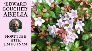 Edward Goucher Abelia  Flowering Evergreen Shrub for Pollinators [upl. by Olen]