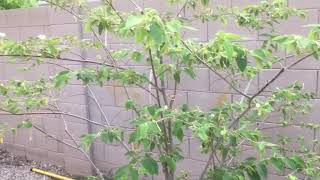 Jamaican Cherry Muntingia Calabura Tree Update 2019 [upl. by Marpet]