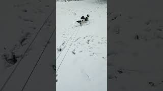 Shih tzu playing in snowy day 🐕 [upl. by Vigor]