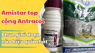 Cách sử dụng Amistar top cộng Antracol phun hiệu quả [upl. by Haman16]