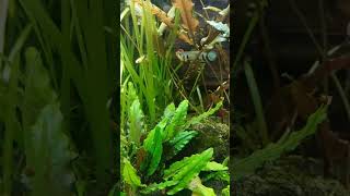 Epiplatys dageti vs Nothobranchius Guentheri Gold [upl. by Edmund723]