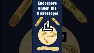 Endospore Form of Bacteria Under the Microscope  Amazing Survival Mechanism endospore bacteria [upl. by Cindee308]