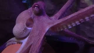 Common Octopus  SEA LIFE Blackpool Lancashire UK 06 Sept 2024 [upl. by Ecnarwal]