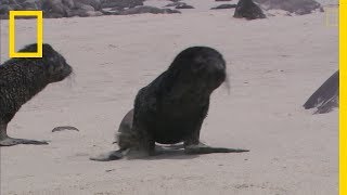 Une hyène sen prend à des bébés otaries [upl. by Enilav]