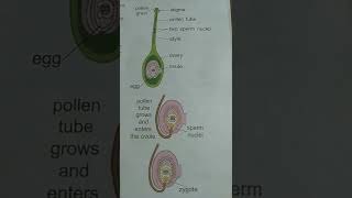 Fertilisation  Fertilisation in plants  Reproduction in plants [upl. by Eitac]