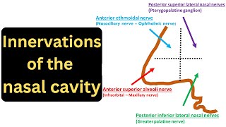 Nasal Cavity part 3  Innervations of the Nasal Cavity [upl. by Rodenhouse]