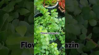 Portulacaria afraPortulacaria afra is a smallleaved succulent plant found in South Africa [upl. by Nam]