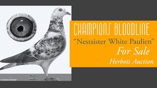 Nestsister White Paulien  Best Racing Pigeon Bloodline For Sale In Herbots Pigeons Auction [upl. by Yhpos24]