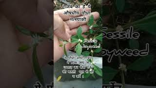 Uses of Sessile joyweed matsyakshi plant youtube shorts joyweed ytshorts ayurvedicplants [upl. by Flowers]