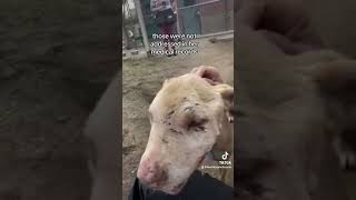 Injured Emaciated Sav the senior pitbull needs rescue stanislausanimalservicesag9897 in CA [upl. by Leia]