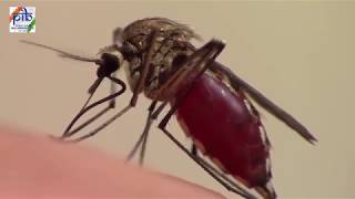 What causes Dengue and Chikungunya [upl. by Ko]