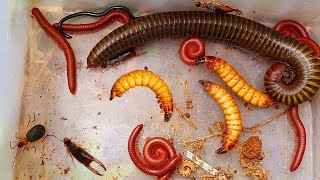 One Giant Millipede and Many Red Millipedes in the Wet Colony of the Building insects aminals [upl. by Dnomaj334]