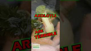 Axolotls Are TERRIBLE 😮 [upl. by Artie]