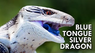 Blue Tongued Skink The Dragon With A Blue Tongue [upl. by Disini]