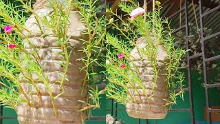 Recycle Plastic bottles to make a hanging garden to grow beautiful portulaca ll DIY moss rose [upl. by Hollerman]