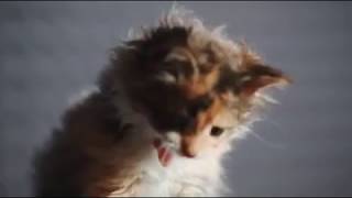 La canción de los gatitos [upl. by Awra]