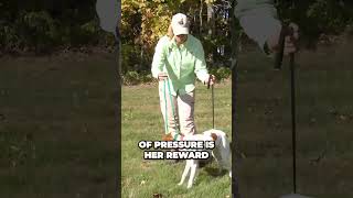 Teach Your Dog the Whoa Command Quickly With This Trick [upl. by Anniahs]