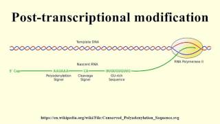 Posttranscriptional modification [upl. by Marie-Jeanne]