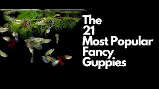 The 21 Most Popular Types of Guppy Fish 🐠 [upl. by Florri]