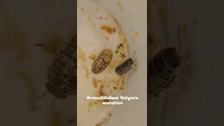 Armadillidium Vulgare mutation [upl. by Levenson302]