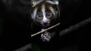 Have You Ever Seen A Slow Loris Before [upl. by Pax]