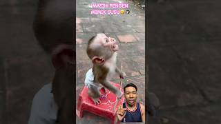 BABY MONKEY SO CUTE comedy dubbing funny feedshorts reaction satisfying [upl. by Maxwell]