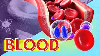 Blood Structure and Function Why is Blood Important [upl. by Araes634]