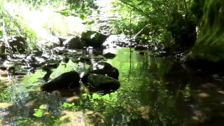 1H MUSIQUE RELAXANTE  BRUITS EAU QUI COULE ET CHANTS DES OISEAUX  RELAXACTION [upl. by Atenik]